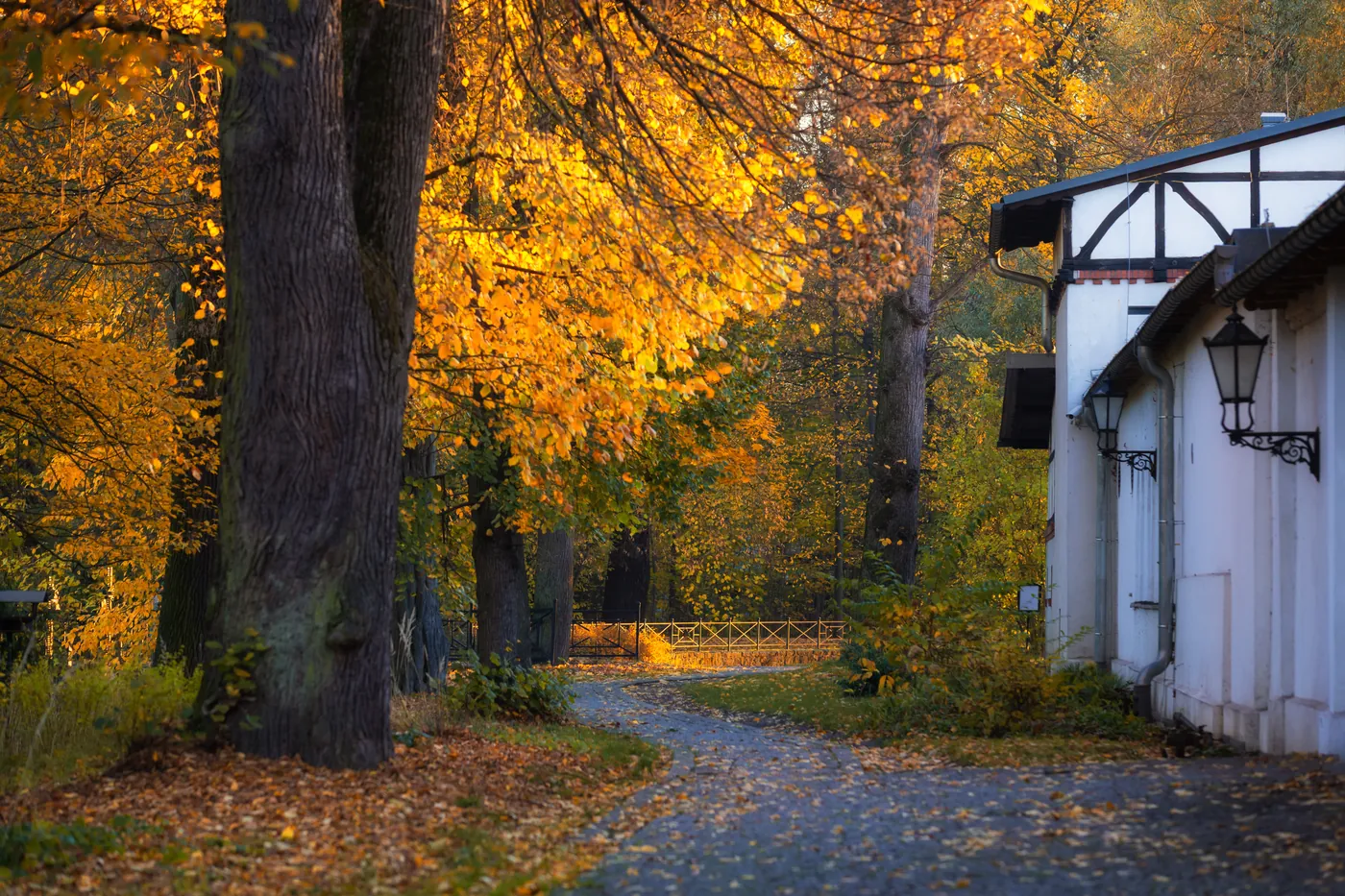 Allée arborée aux feuillages dorés longeant une bâtisse blanche à colombages et lanternes, dans un parc paisible en automne